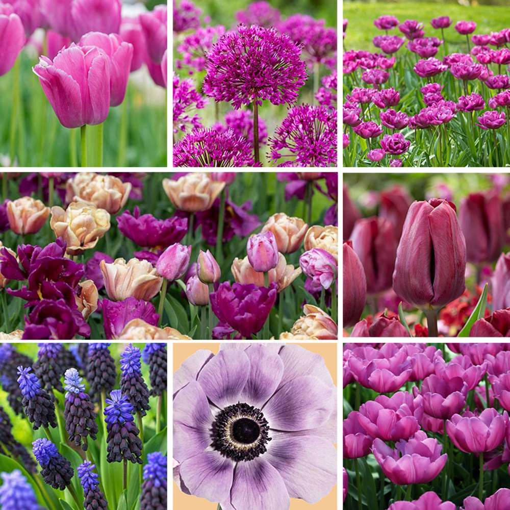 Tilbudspakke 'Purple'